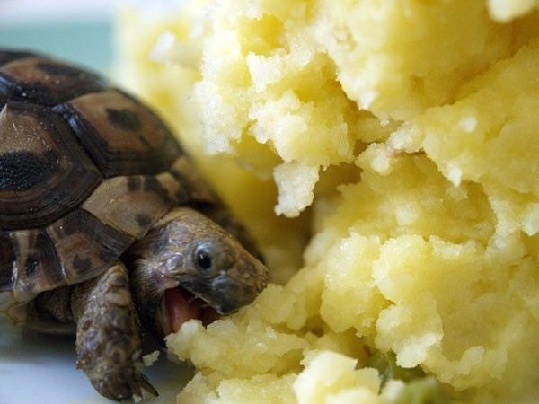 turtle eating mashed potatoes
