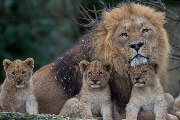 lion dad with cubs