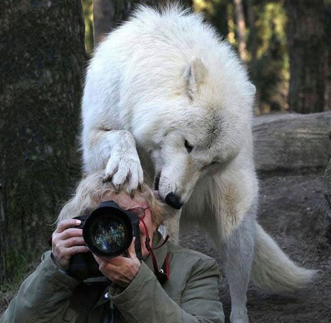 wildlife photographers and animals
