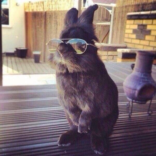 rabbit sunglasses - Vo