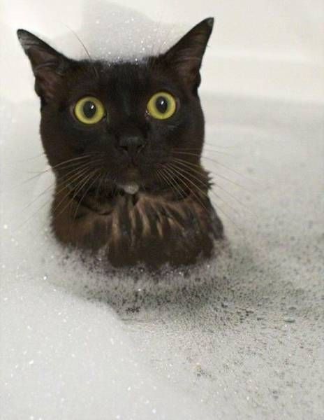 black cat in bath