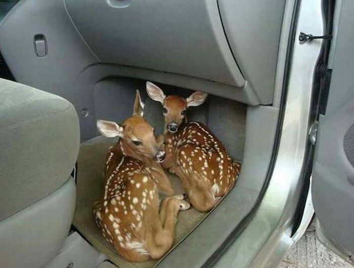 deer in car