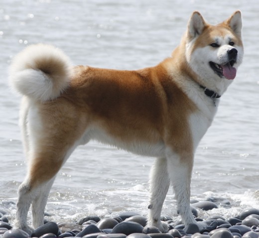 Akita...

    Weight: 100-150 pounds
    Height: 2.2-2.3 feet
    Lifespan: 10-12 years
    Bite force: 350 pounds of pressure.

The Akita is a dog breed from Japan that was originally used as a guard dog, a fighting dog, and a hunting dog in the mountainous regions of Japan. It has also been mixed with other larger dog breeds in the past, including the Saint Bernard and Great Dane. Akitas are loyal companions who can also be rather affectionate too. However because of their hunting background, they can be dangerous if not trained properly.