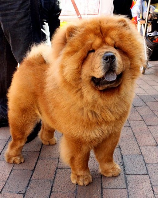 Chow...

    Weight: Generally 55-70 pounds
    Height: 1.5-2 feet
    Lifespan: 10-15 years
    Bite force: Unknown

Chow Chows are originally from China and were kept as guard dogs. They're known for their characteristic mane, which originally was considered armor-like. They can be adopted as pets and can be well-trained. However, the breed is very protective of its owner. This makes them, despite their teddy bear-like appearance, one of the top 10 deadliest dogs that can viciously attack anyone who threatens the owner or an intruder to the property.