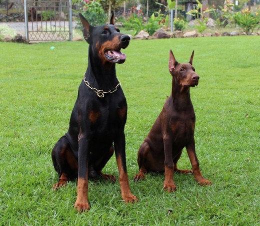 Doberman Pinscher...Weight: Generally 75-90 pounds
    Height: Around 2-2.3 feet
    Life span: 10-13 years
    Bite force: Thought to be 600 pounds of pressure, though this has been disputed.The Doberman Pinscher is a dog breed that shares the same origin with the Rottweilers and the German Shepherd dogs. They are one of the most fearless dog breeds that'll you'll come across and can be very intimidating to strangers. This dog breed is the kind you don't want to encounter as a family property guard dog. They are only restrained by the owner and have high intelligence. They are not the ordinary fierce dog but a very intelligent dog that will heed to instructions to stop attack from the owner. The breed is also perfect for policing and as a property guard dog.
Should You Still Keep a Dangerous Dog?Do you own one of the above breeds? Or, are you thinking about owning one? The question on whether to keep one of these dog breeds lies on the kind of a dog owner you are. Individual preference is also important when selecting a dog for adoption.Proper training is crucial for any dog, on the above list or not. If you can train the dog well, you can minimize the risk a