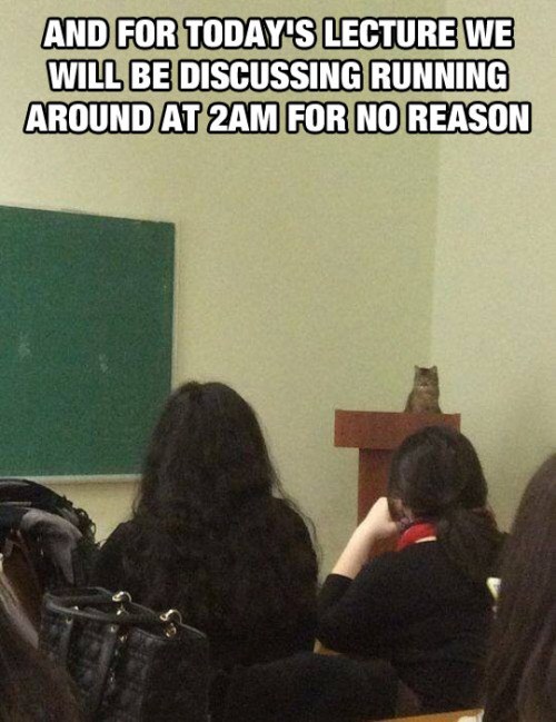 professor kitty - And For Today'S Lecture We Will Be Discussing Running Around At 2AM For No Reason