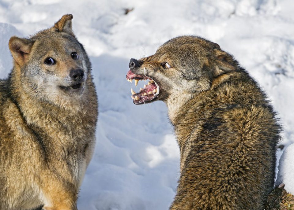 wolf snarling at other wolf