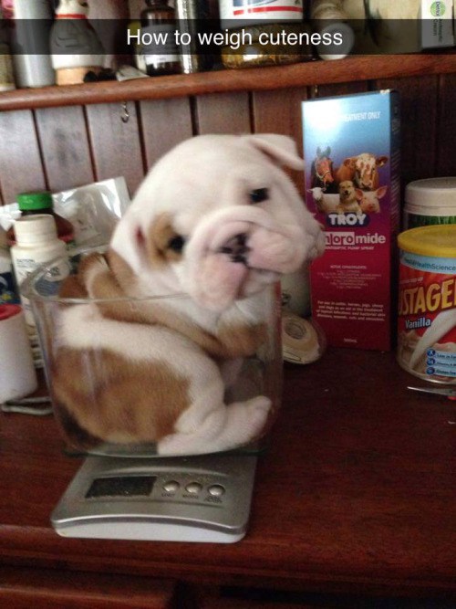 toy bulldog - How to weigh cuteness Troy poromide Itage Vanilla