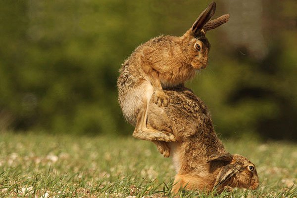 hare mating