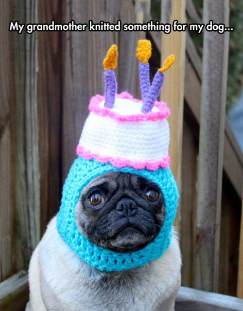 pug birthday hat - My grandmother knitted something for my dog...