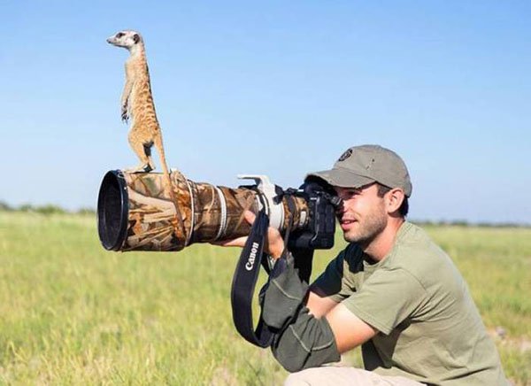 photographing meerkats - Canon