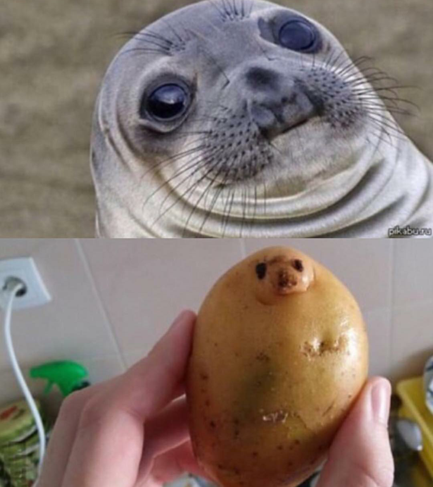 potato seal