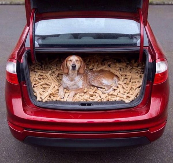 dog trunk