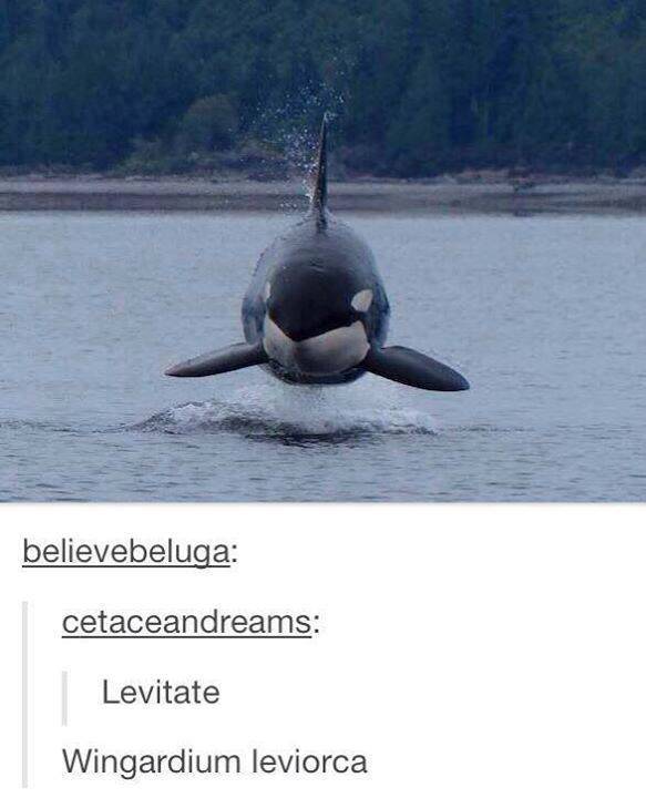hover orca