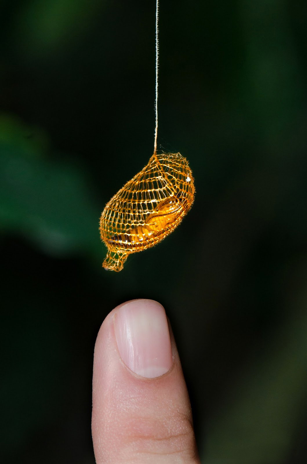 GOLD CACOON