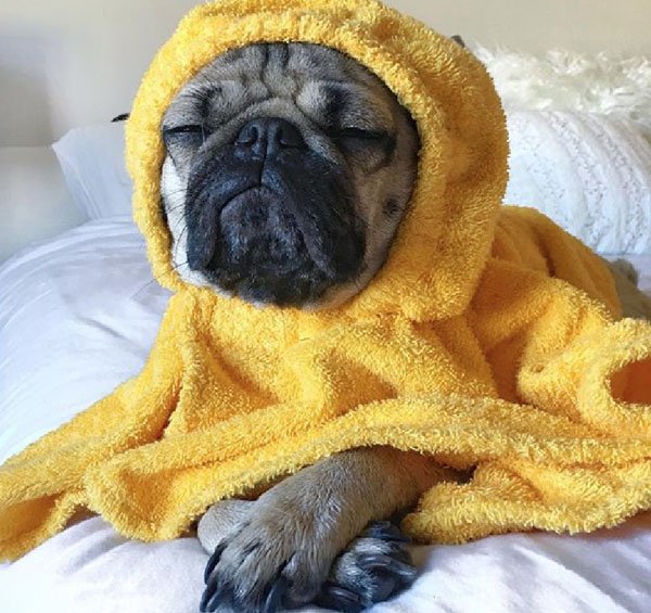 pug in robe