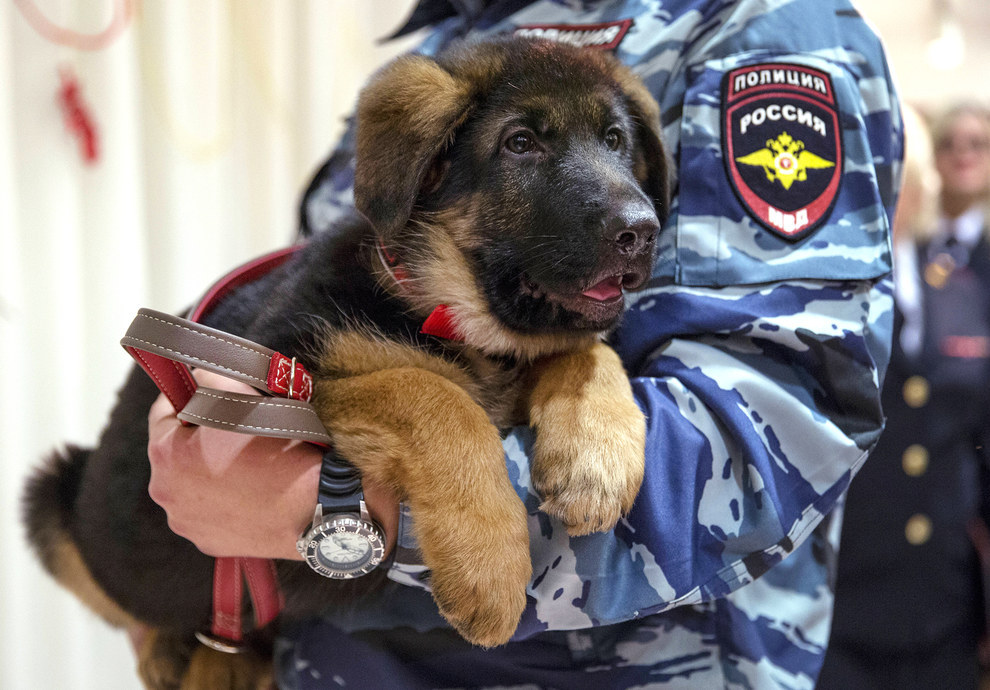 A Russian police officer holds Dobrynya, before presenting it to French police. Dobrynya will take the place of Diesel, the French service dog that died in an anti-terrorism operation