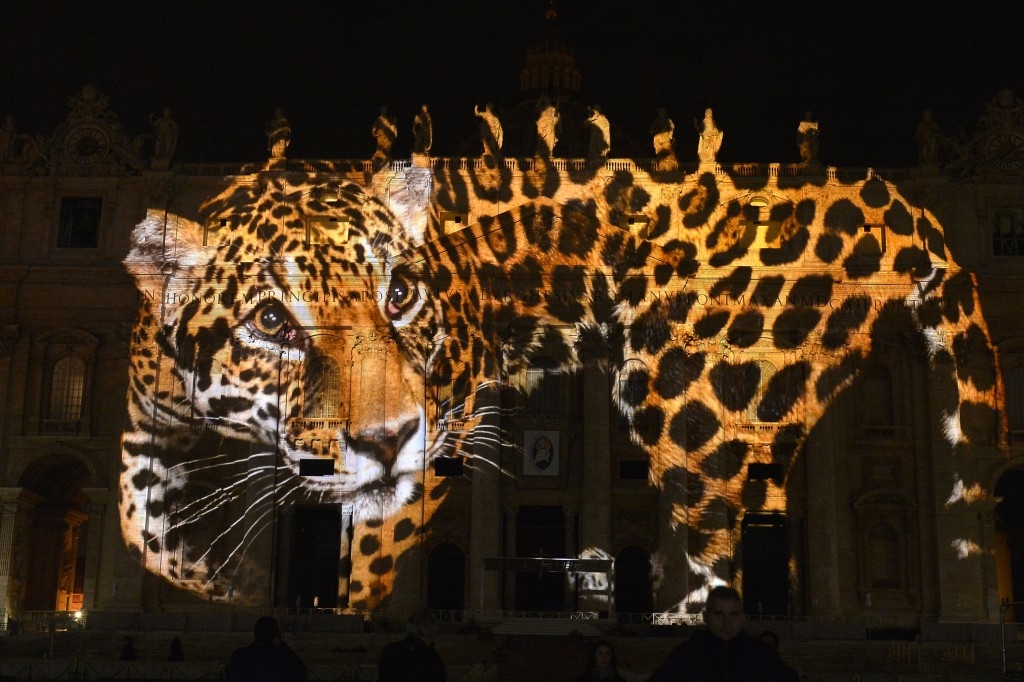 A picture of a tiger is projected on St. Peters Basilica at the Vatican in solidarity with COP21 climate talks in Paris.