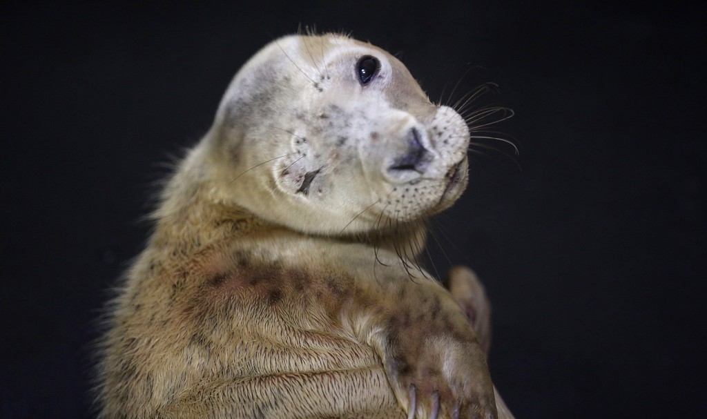 A baby seal with an injured eye that was washed up during recent storms rests at the RSPCA Centre in Taunton, England.
