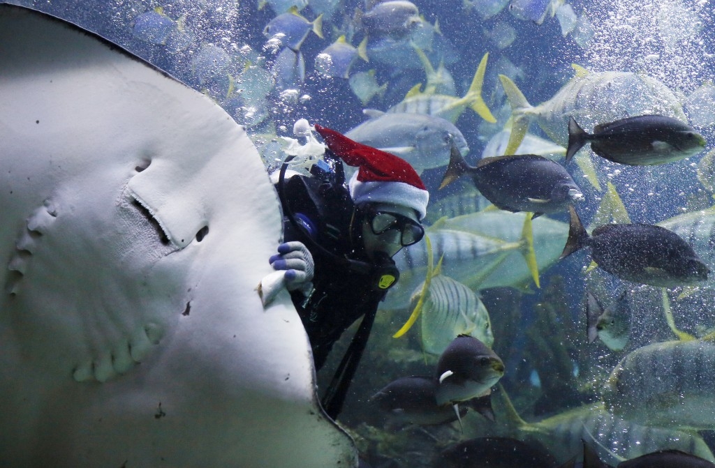 A diver dressed in a Santa Claus costume swims with fish at an aquarium in Kuala Lumpur, Malaysia