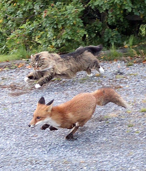 Cat chases fox