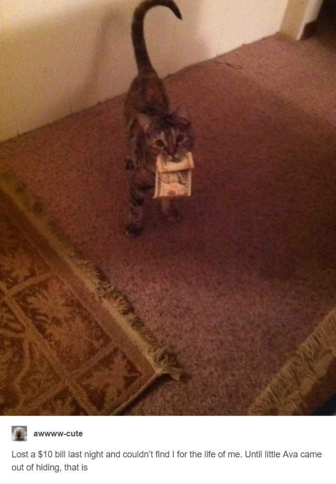 funny cat memes - awwwwcute Lost a $10 bill last night and couldn't find I for the life of me. Until little Ava came out of hiding, that is