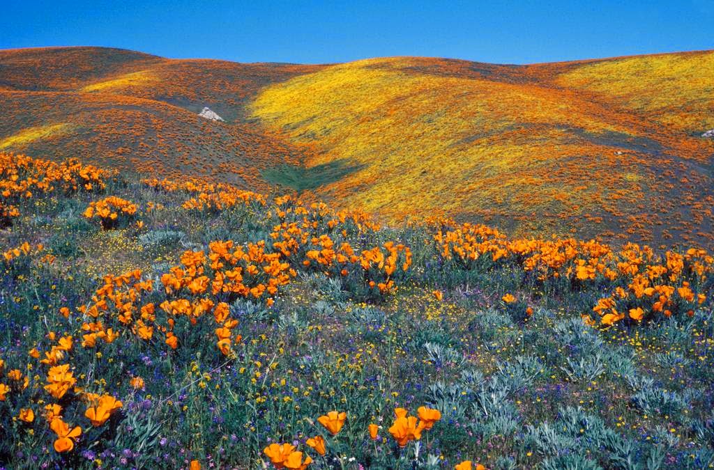 antelope valley california poppy reserve