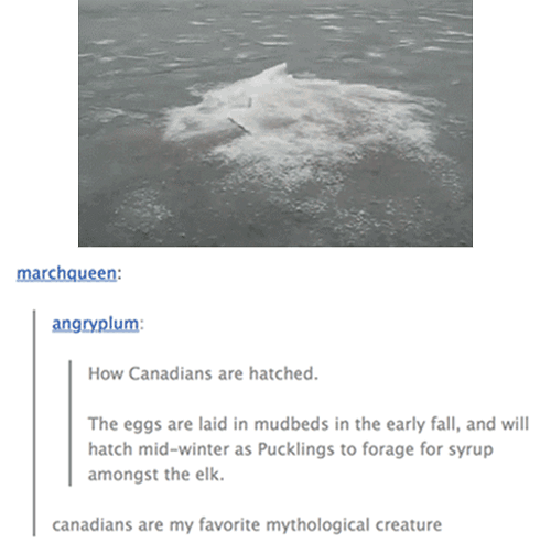 tumblr - funny tumblr canada - marchqueen angryplum How Canadians are hatched. The eggs are laid in mudbeds in the early fall, and will hatch midwinter as Pucklings to forage for syrup amongst the elk. canadians are my favorite mythological creature