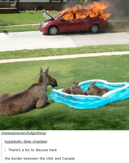 tumblr - moose in pool car on fire - cheeseoneveryfudginthing hyperbolictimechamber There's a lot to discuss here the border between the Usa and Canada