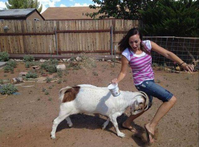 goat attack