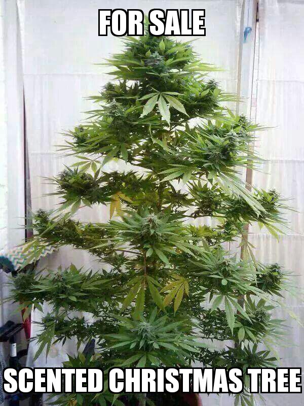 weed christmas tree - For Sale Scented Christmas Tree