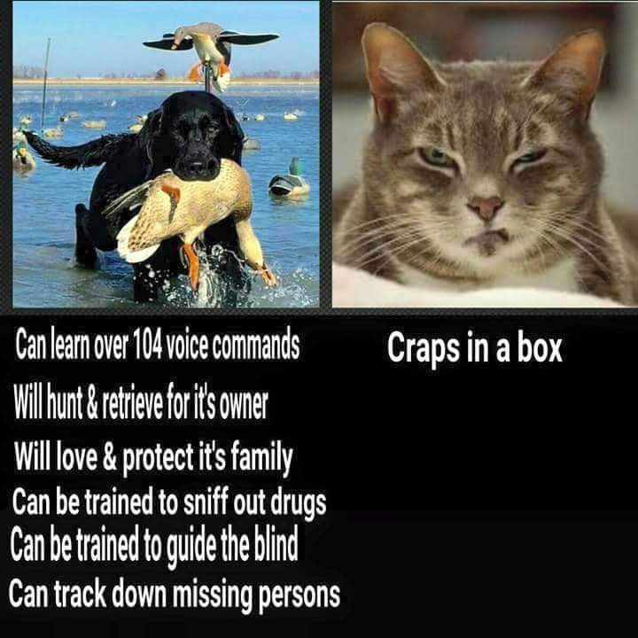 dogs vs cats shits in a box - Craps in a box Can learn over 104 voice commands 'Will hunt & retrieve for it's owner Will love & protect it's family Can be trained to sniff out drugs Can be trained to guide the blind Can track down missing persons