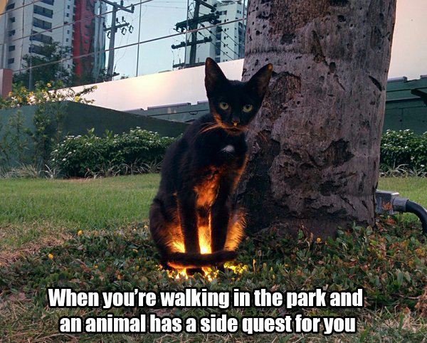 halloween cat meme - When you're walking in the park and an animal has a side quest for you