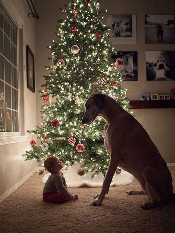 baby and dog christmas
