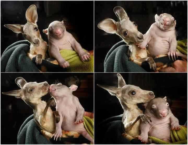 baby wombat baby kangaroo