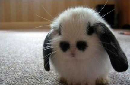 cutest rabbit ever