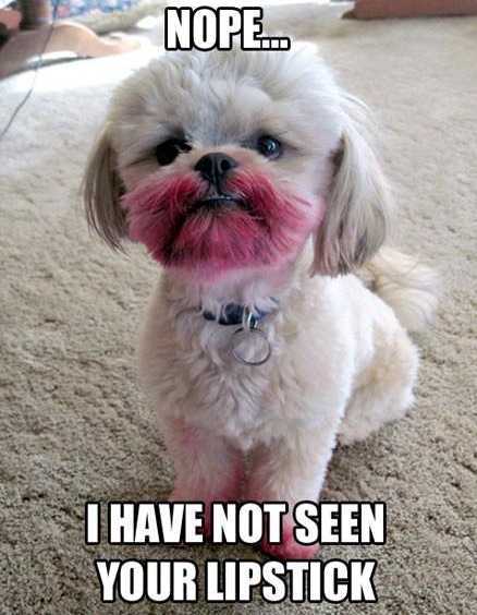 funny shih tzu - Nope... I Have Not Seen Your Lipstick