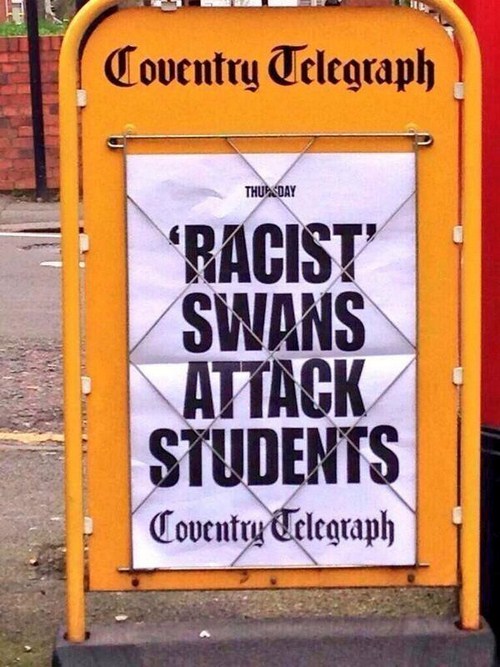 funny news headlines - Coventry Telegraph Thursday "Racist Swans Attack Students Coventry Telegraph