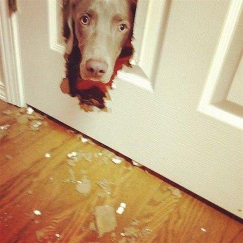 dogs can be jerks