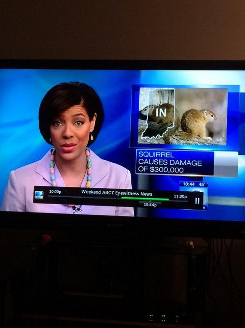 television program - In Squirrel Causes Damage Of $300,000 45 10.00p Weekend ABC7 Eyewitness News p 1044p