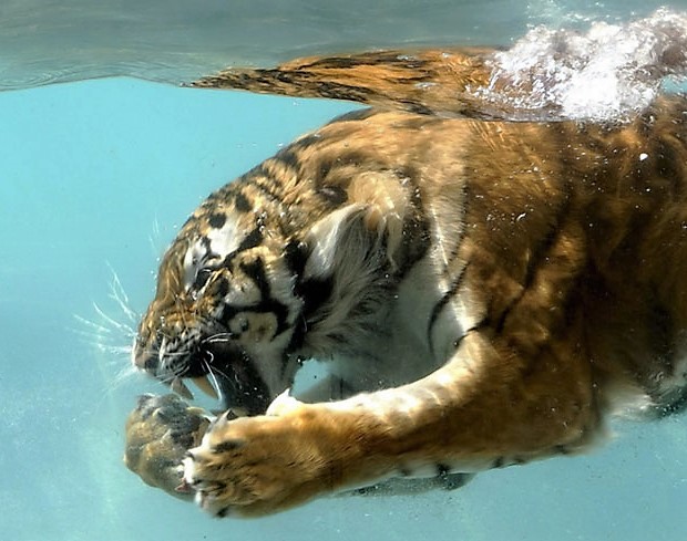 random pic tigre water - In