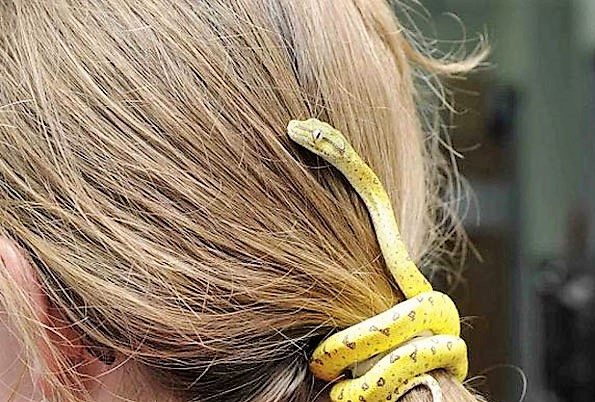 random pic snake with hair