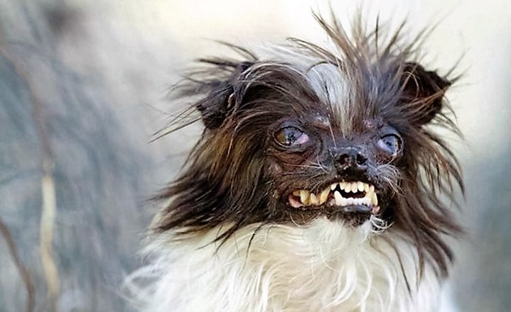 random pic peanut the world's ugliest dog