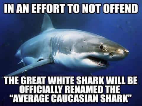 humorous great white shark - In An Effort To Not Offend The Great White Shark Will Be Officially Renamed The "Average Caucasian Shark"