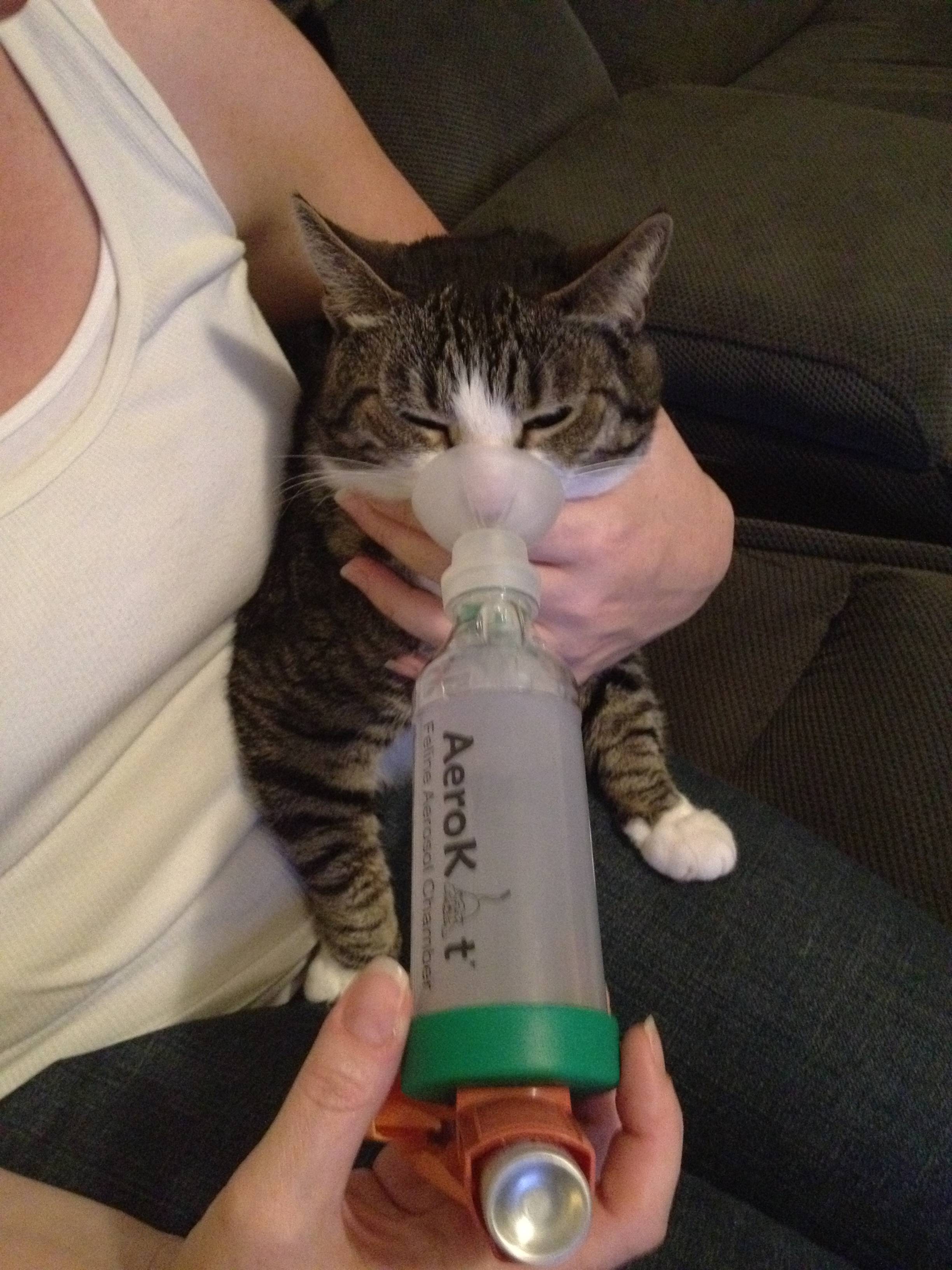 Asthma inhaler for a cat