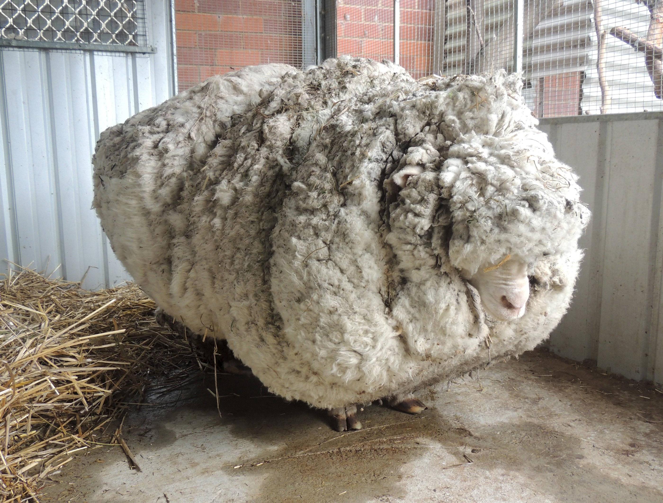 Chris the sheep who set a world record for ‘most fleece sheared from a sheep’ after he was found wandering in the wild
