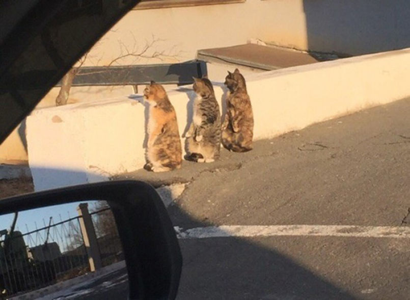 Cats caught acting as humans