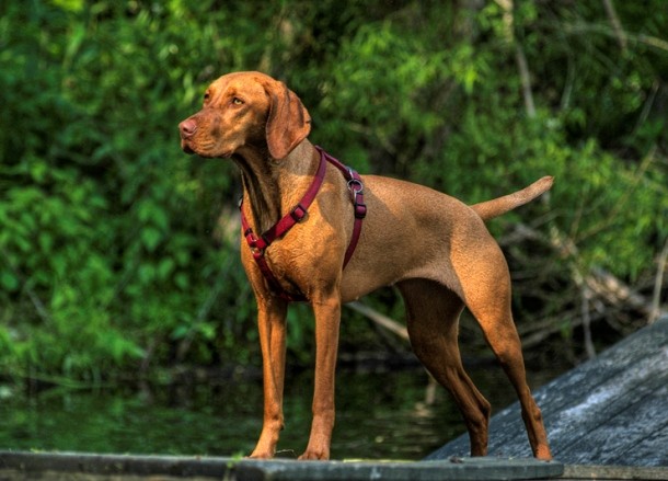 25th VIZLA...Originating in Hungary, the Vizsla is a medium size dog bred for hunting fowl and game. They are Known for having an excellent sense of smell and as you can probably imagine are easy to train.