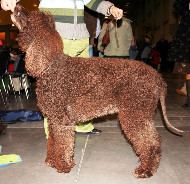 24th Irish Water Spaniel... A sturdy, medium size dog, the Irish Water Spaniel is native to Ireland where it was used to fetch game and fowl. A willing and energetic companion, the Irish Water Spaniel is sometimes referred to as the clown of the Spaniel family.