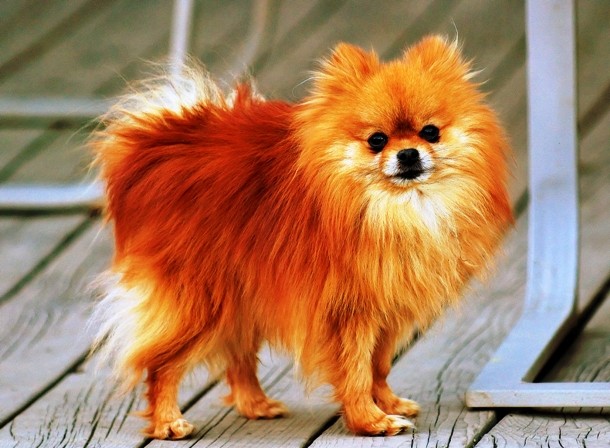 23rd POMERANIAN...Commonly known as Pom or Pom Pom, the Pomeranian is a small dog breed of the Spitz type. Weighing up to 3.5 kilograms (7.7 pounds) and standing 13 – 28 cm (5–11 inches) high at the withers, the Pomeranian is a smart dog, especially popular among British royalty.